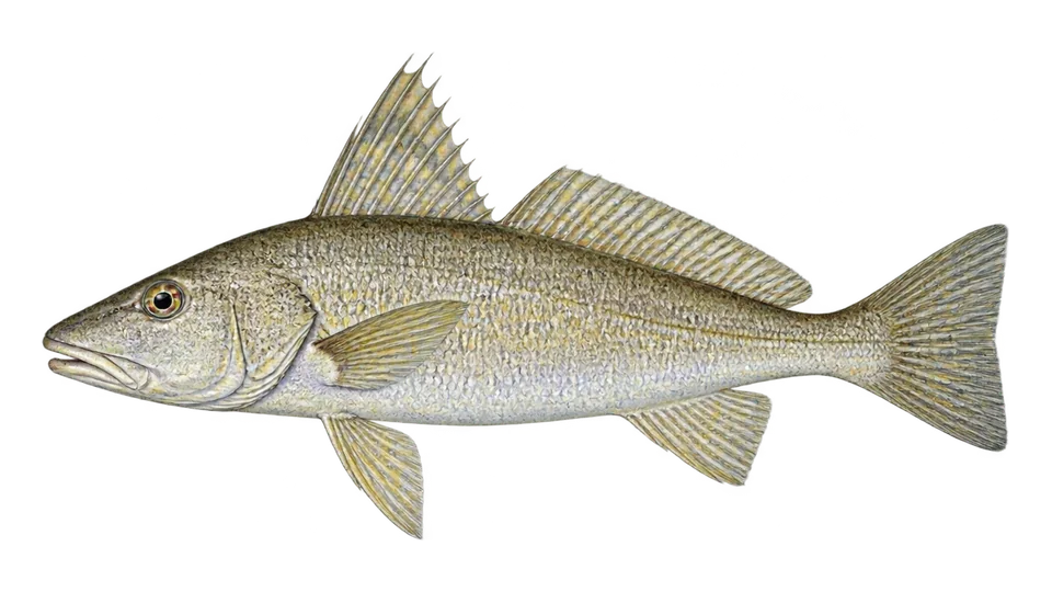 Scientific illustration of Highfin king croaker