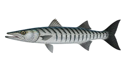 Ilustración de Bicuda-de-cauda-preta