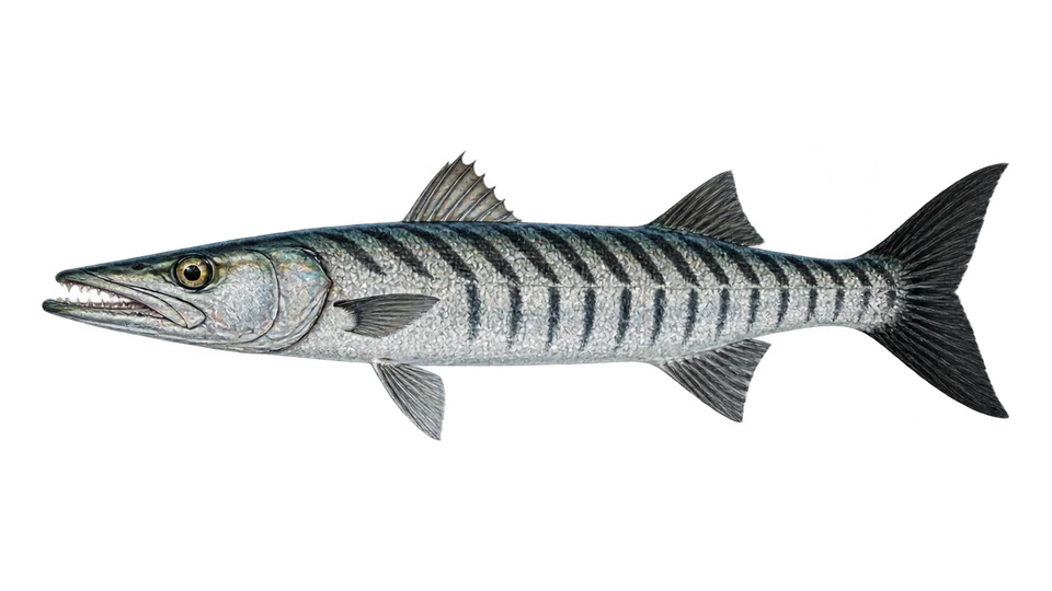 Ilustración científica de Bicuda-de-cauda-preta