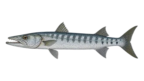 Ilustración de Barracuda agujona
