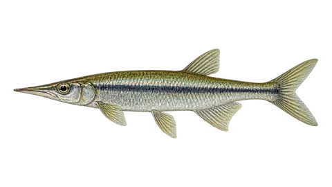 Ilustración de Agujeta