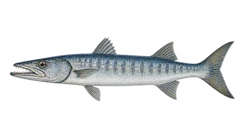 Ilustración de Barracuda plateada