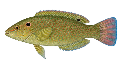 Ilustración de Doncella orejinegra