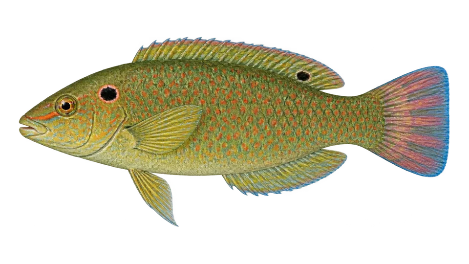 Scientific illustration of Blackear wrasse