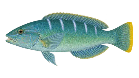 Ilustración de Doncella pudín