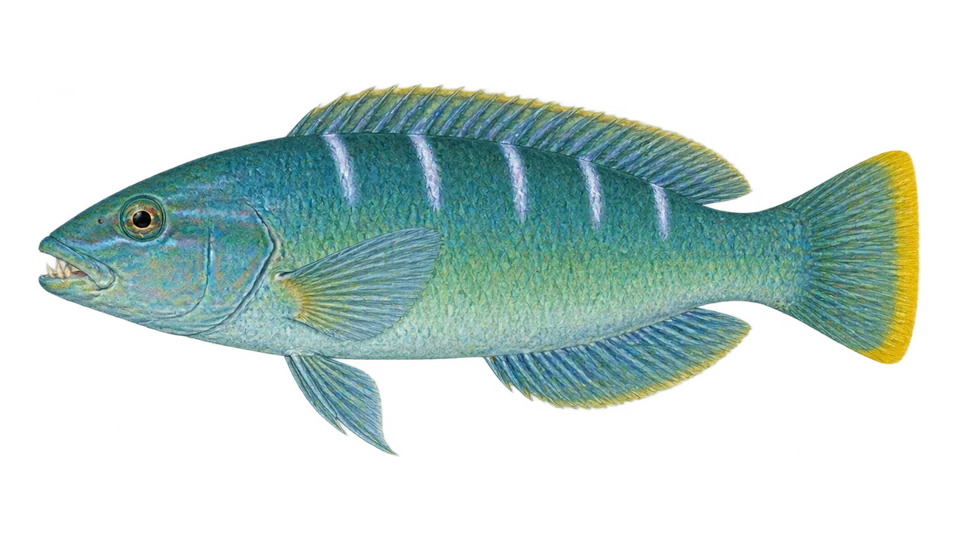 Ilustración científica de Doncella pudín