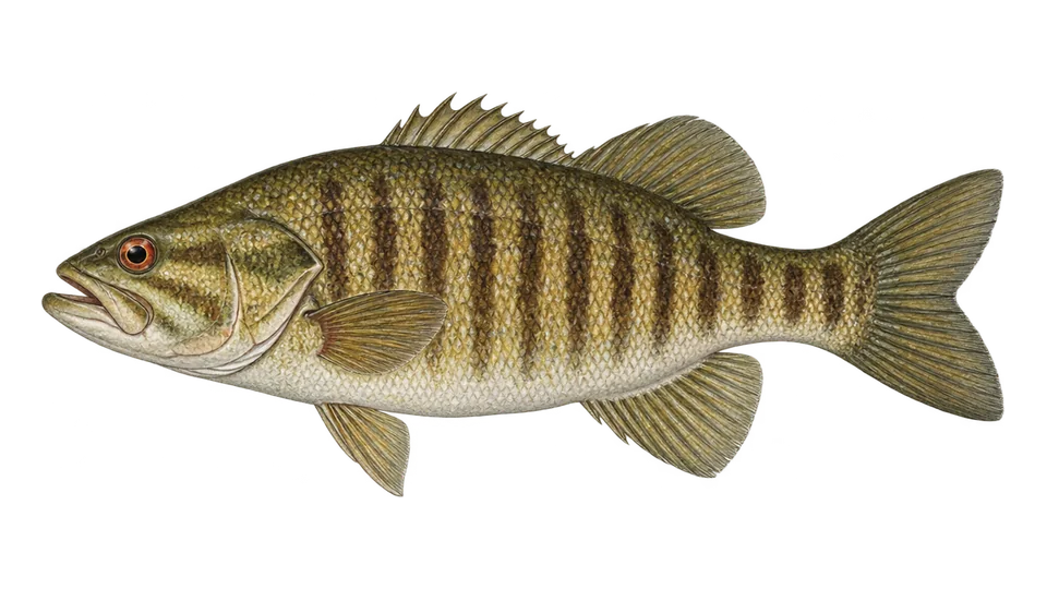 Scientific illustration of Smallmouth bass