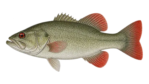 Illustration of Redeye bass