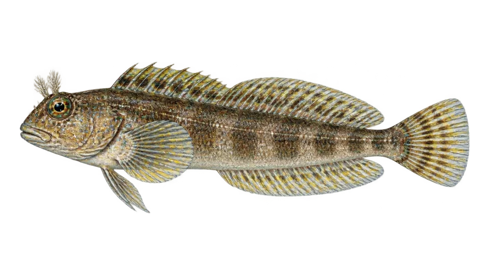 Ilustración científica de Borracho de bahía