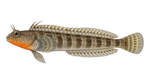 Illustration of Orangethroat pikeblenny