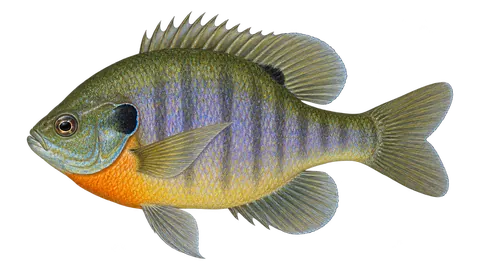 Illustration of Bluegill