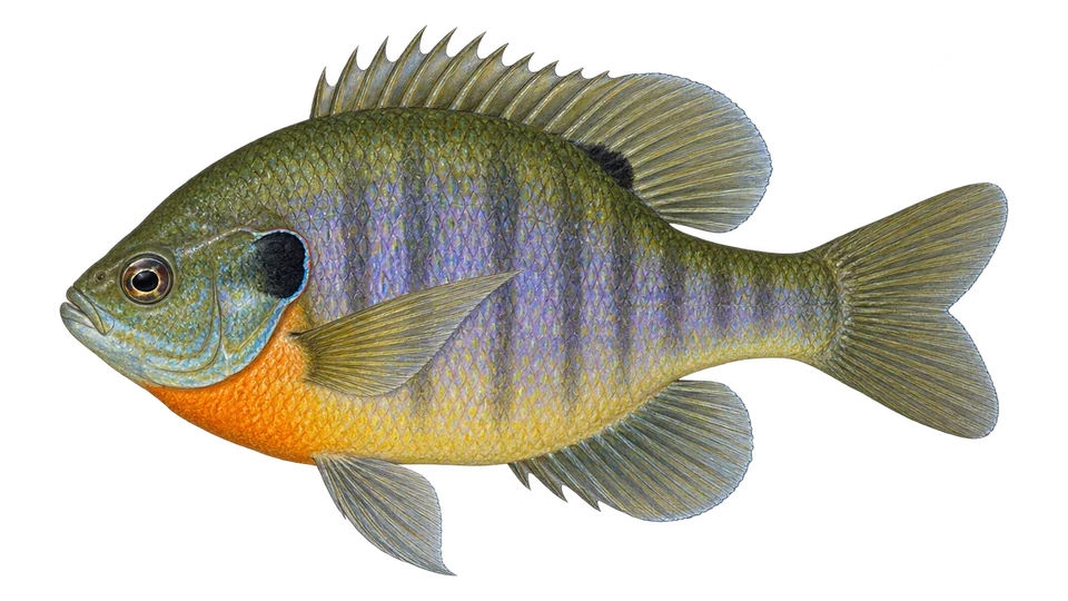 Ilustración científica de Mojarra de agallas azules