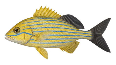 Ilustración de Ronco amarillo