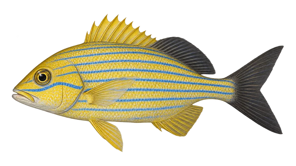 Scientific illustration of Bluestriped grunt