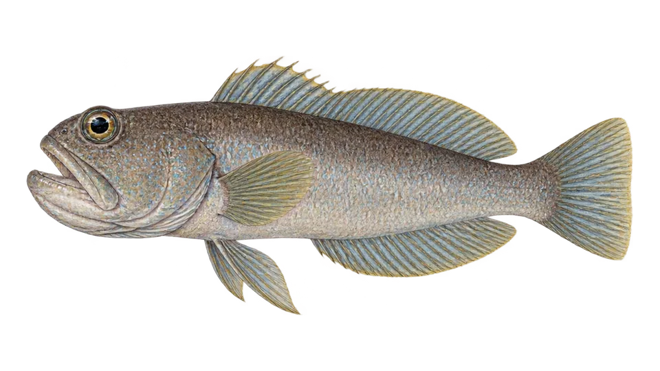 Scientific illustration of Giant jawfish