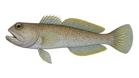 Illustration of Finespotted jawfish