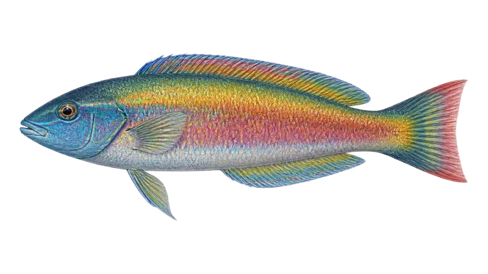 Ilustración científica de Arcoiris de Cortés