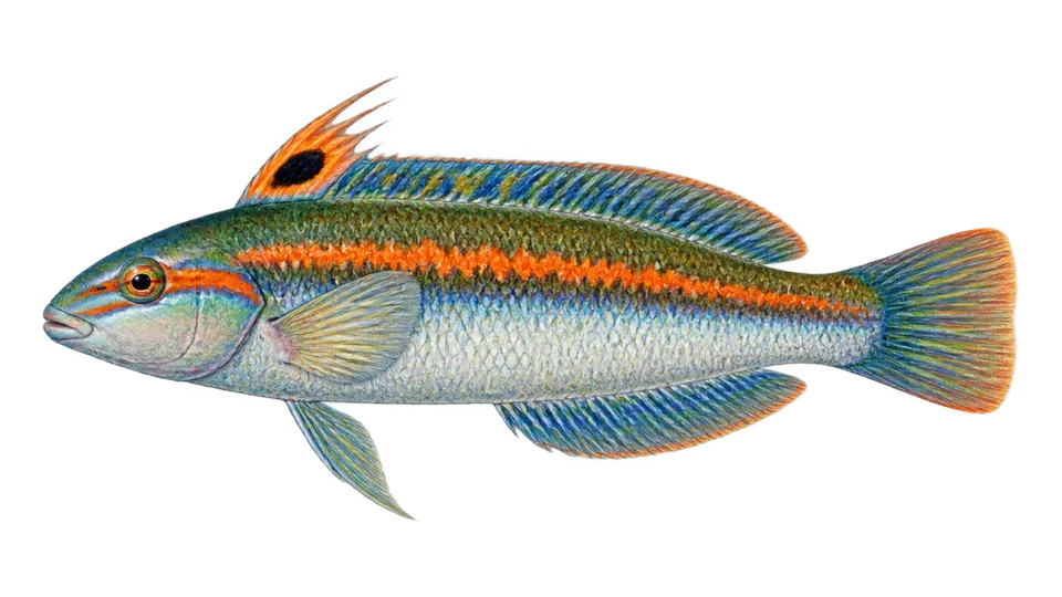 Scientific illustration of Mediterranean rainbow wrasse