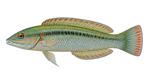 Illustration of Señorita