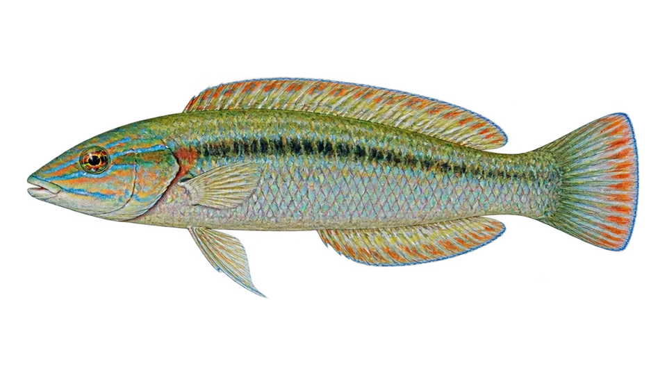 Scientific illustration of Señorita