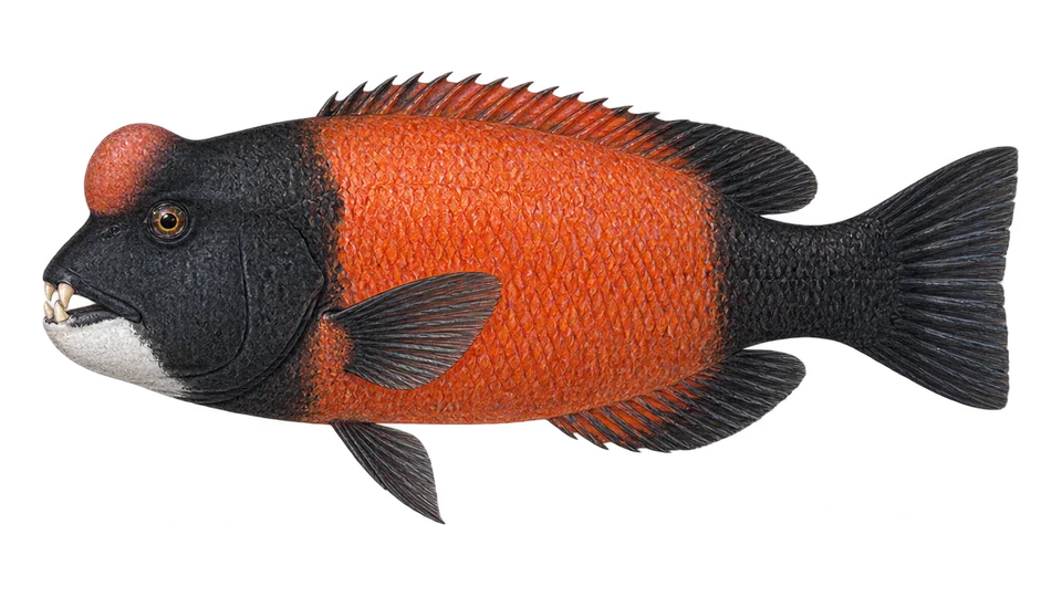Scientific illustration of California sheephead