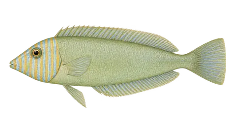 Ilustración de Doncella cuchilla