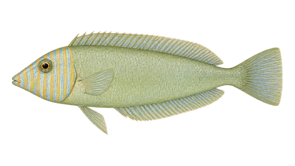 Ilustración científica de Doncella cuchilla
