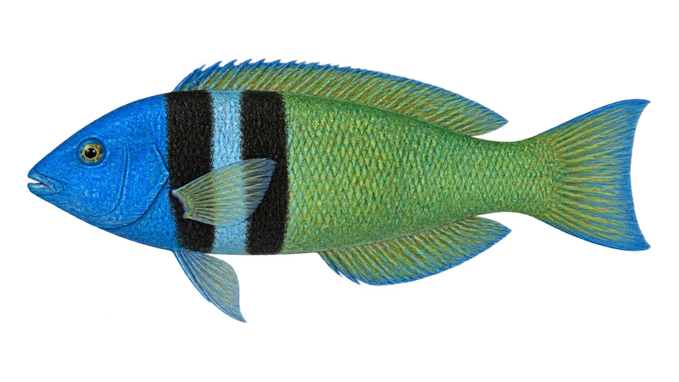 Scientific illustration of Bluehead