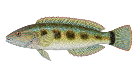 Illustration of Rock wrasse