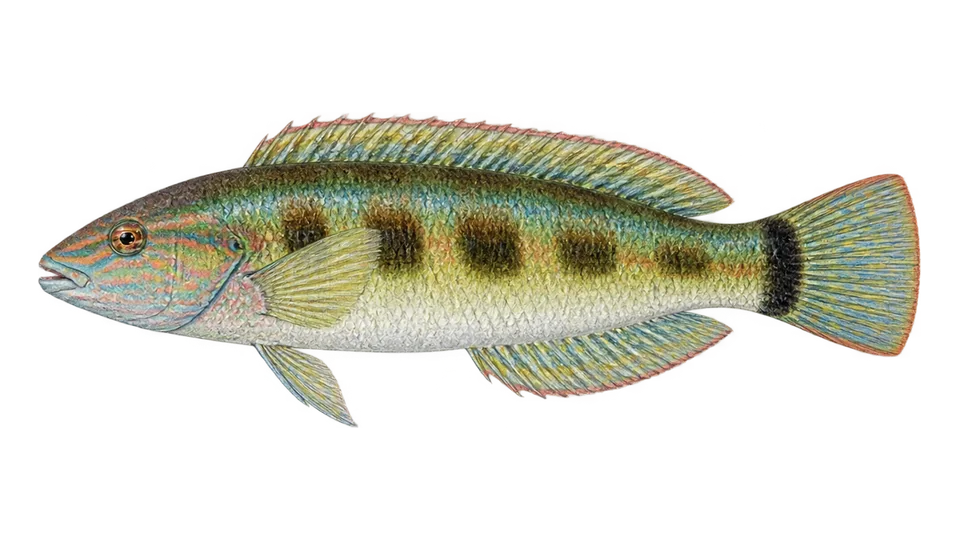 Scientific illustration of Rock wrasse