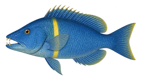 Illustration of Mexican hogfish