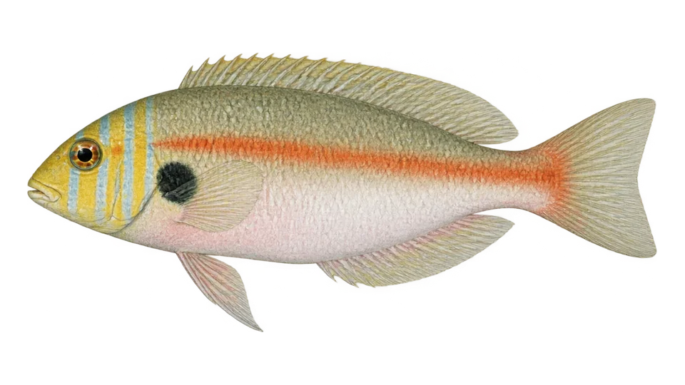 Scientific illustration of Rosy razorfish