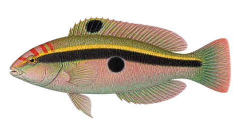 Illustration of Clown wrasse