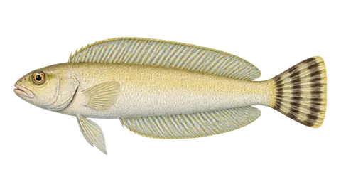 Illustration of Quakerfish