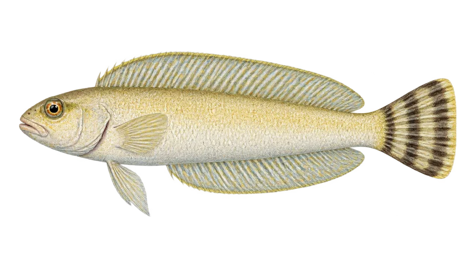 Scientific illustration of Quakerfish