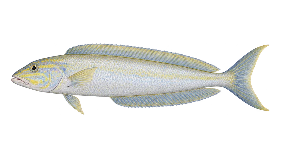 Scientific illustration of Sand tilefish