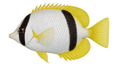 Illustration of Spotfin butterflyfish