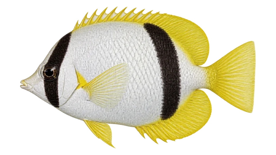 Scientific illustration of Spotfin butterflyfish
