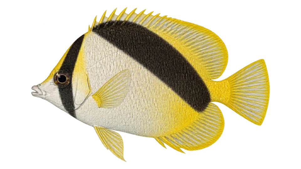 Ilustración científica de Mariposa de banco