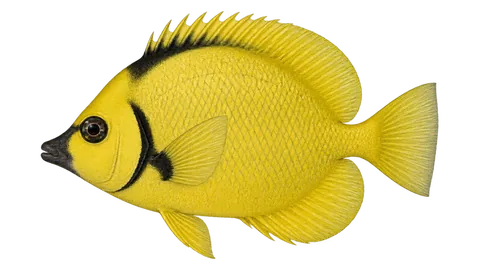 Illustration of Blacknosed butterflyfish