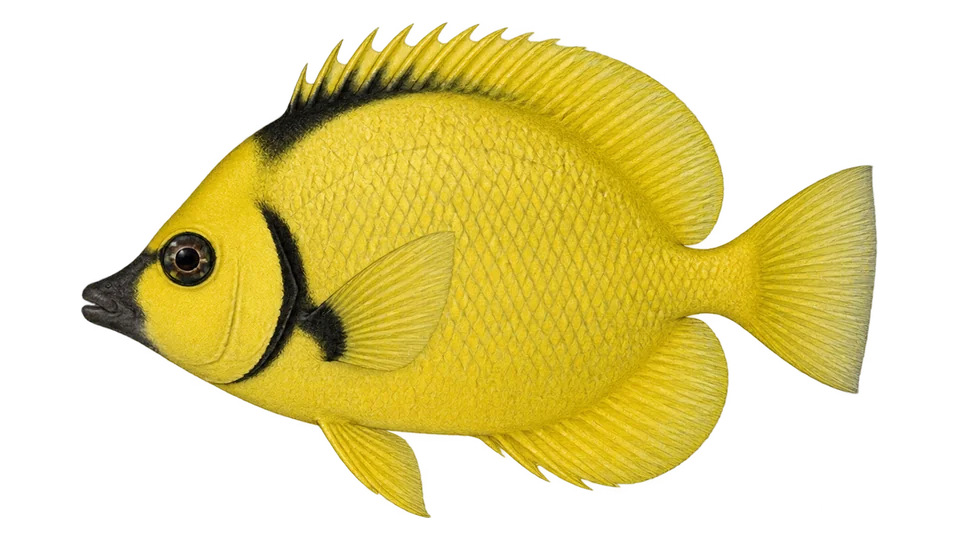 Scientific illustration of Blacknosed butterflyfish