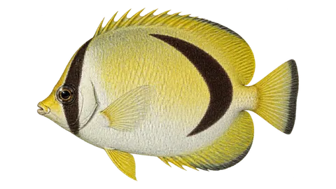 Illustration of Scythemarked butterflyfish