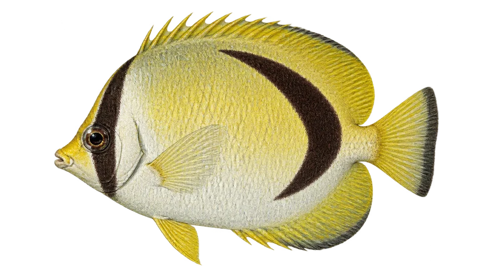Scientific illustration of Scythemarked butterflyfish