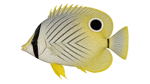 Illustration of Foureye butterflyfish