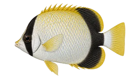 Illustration of Reef butterflyfish