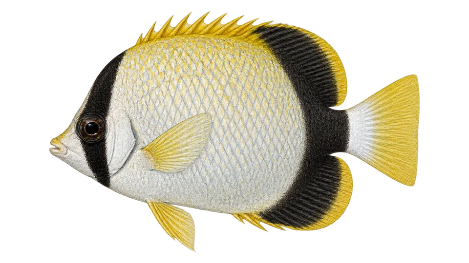 Scientific illustration of Reef butterflyfish