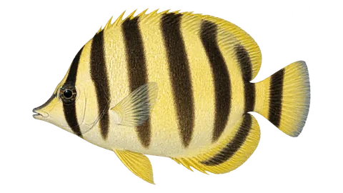 Illustration of Threebanded butterflyfish