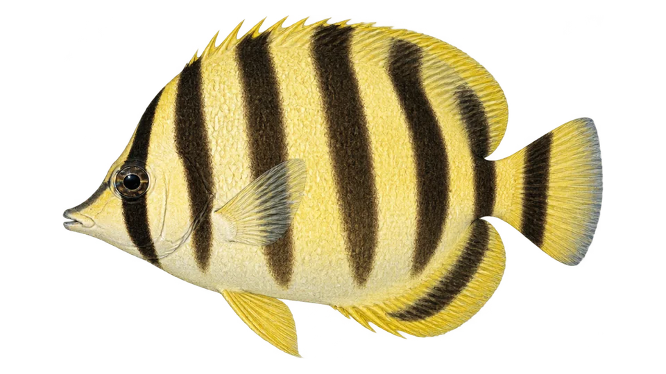 Ilustración científica de Mariposa muñeca