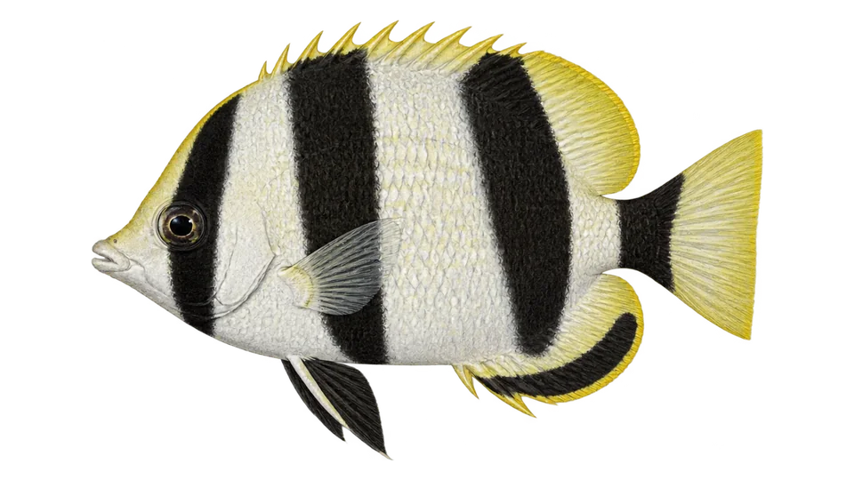 Scientific illustration of Banded butterflyfish