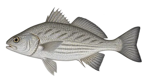 Illustration of Ground croaker